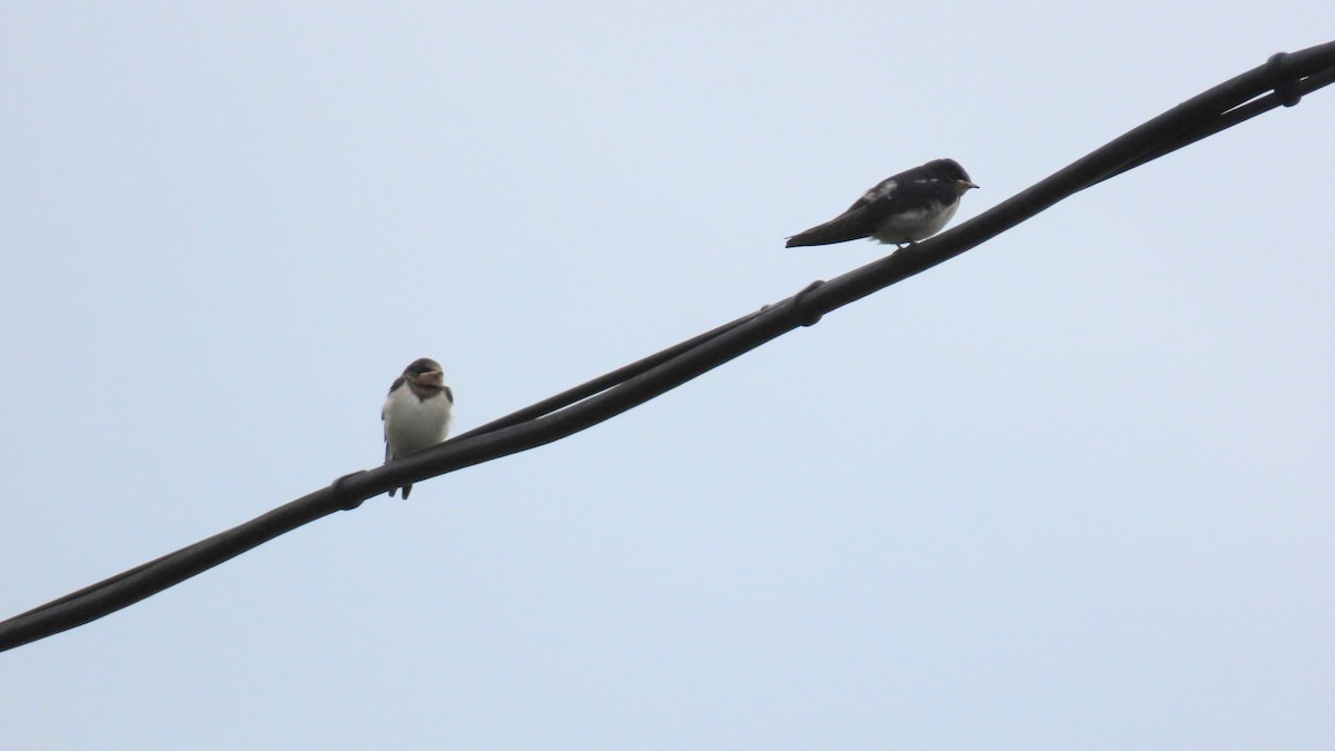 Barn Swallow - ML620291809