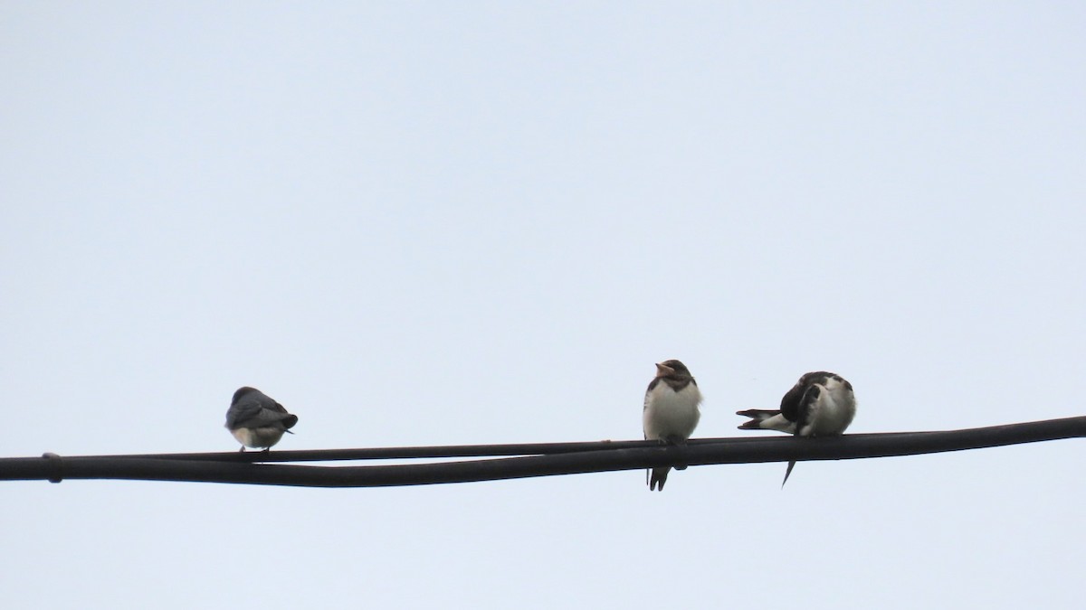 Barn Swallow - ML620291810