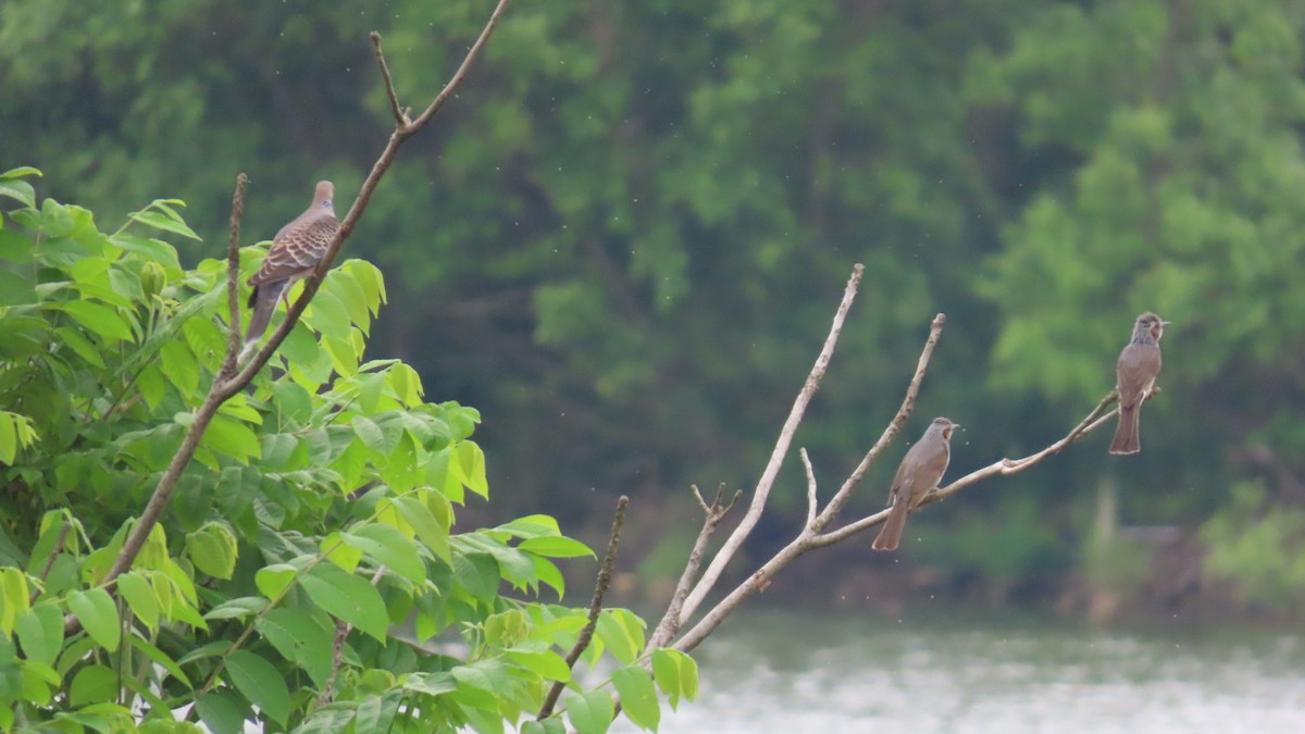 Brown-eared Bulbul - ML620291815