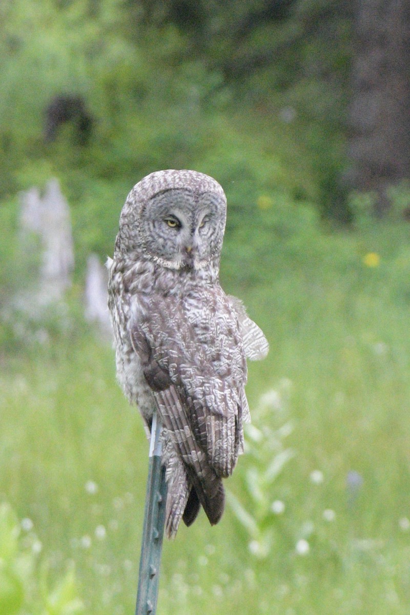 Great Gray Owl - ML620291820