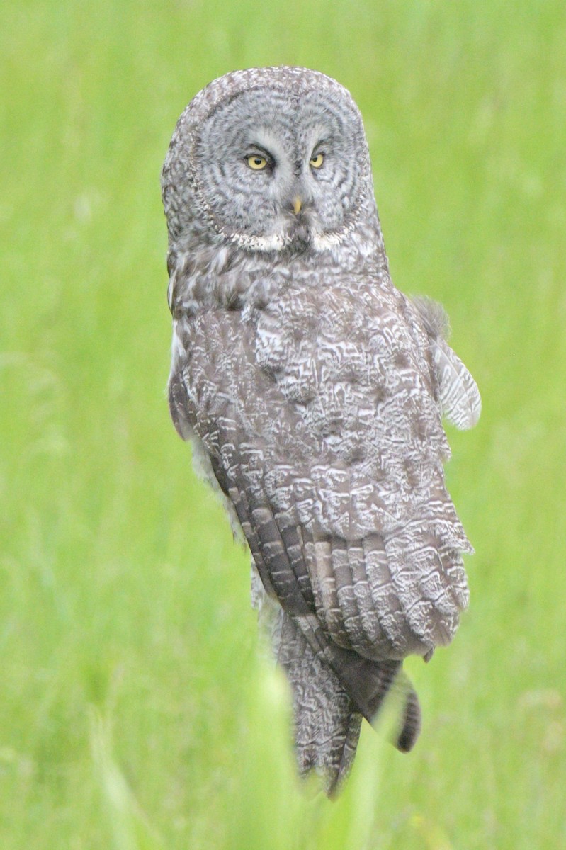Great Gray Owl - ML620291838