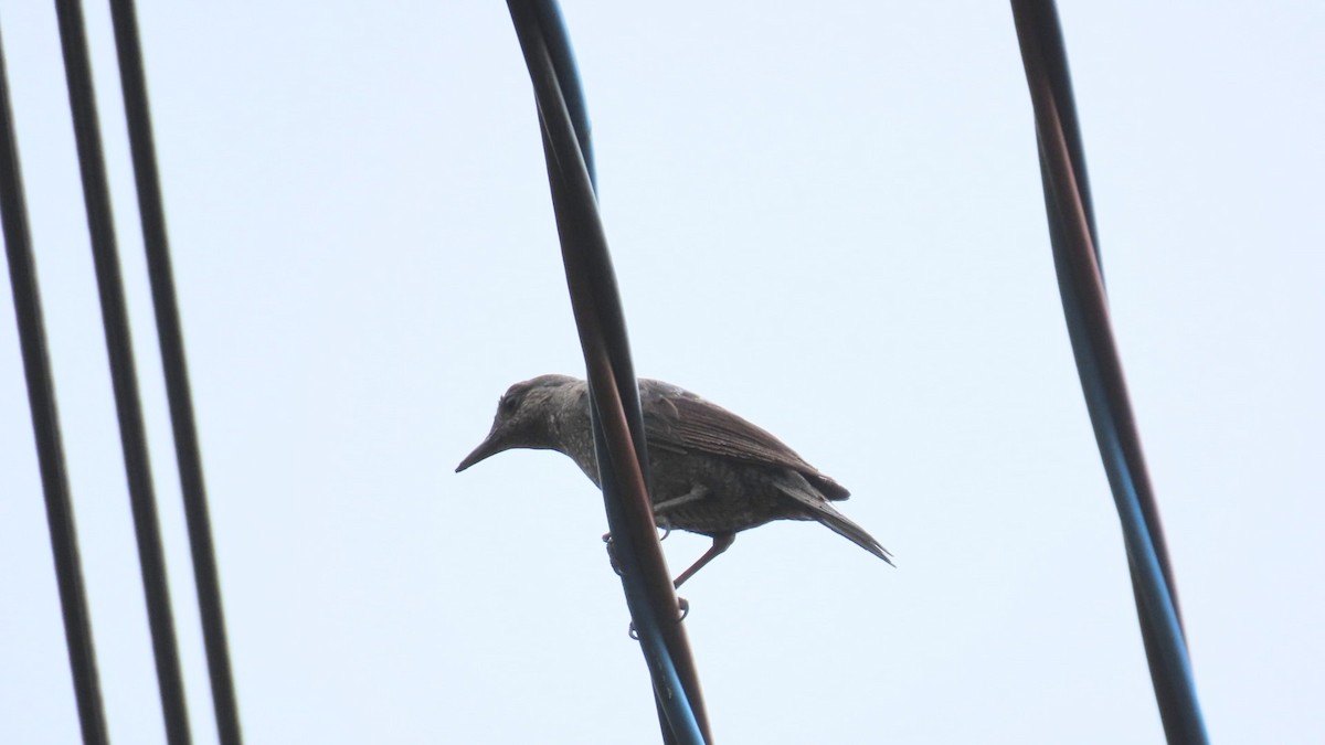 Blue Rock-Thrush - ML620291840