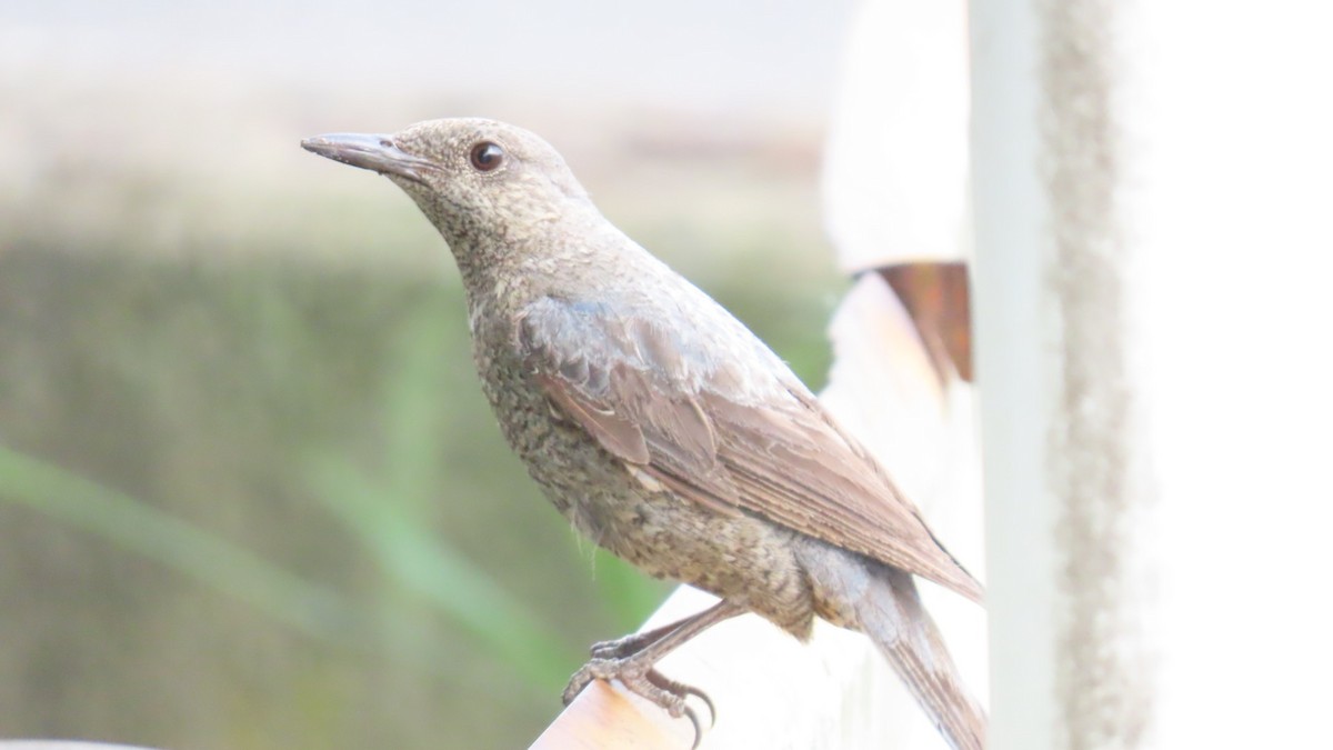 Blue Rock-Thrush - ML620291841