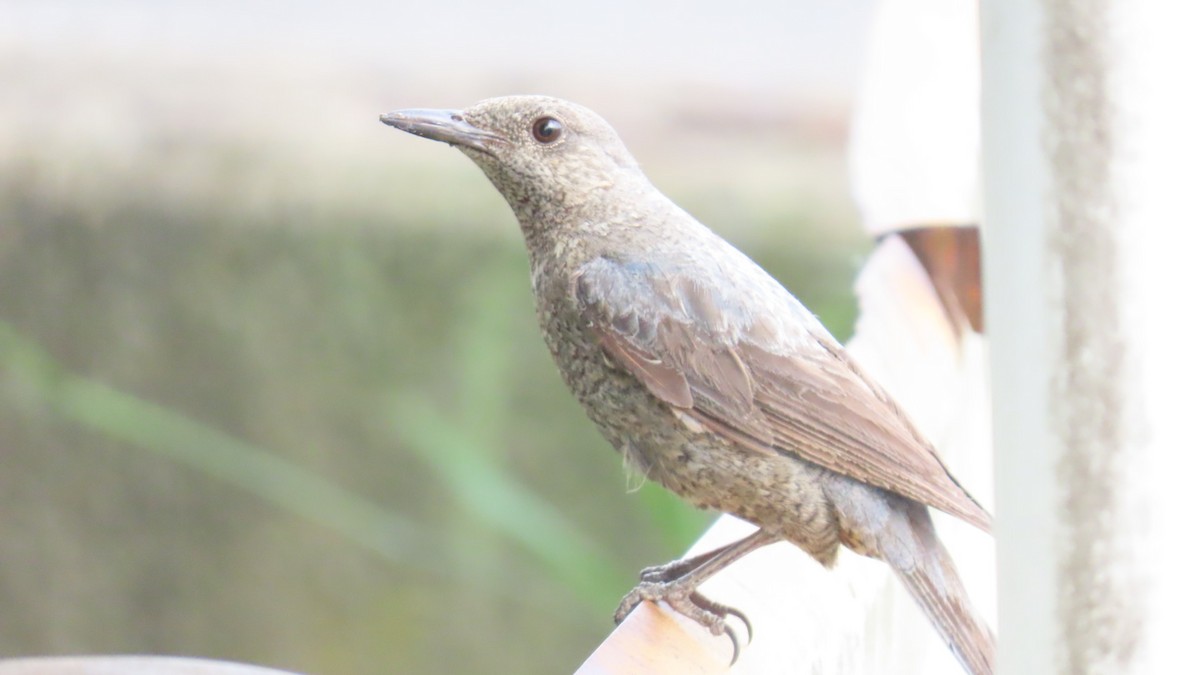 Blue Rock-Thrush - ML620291842