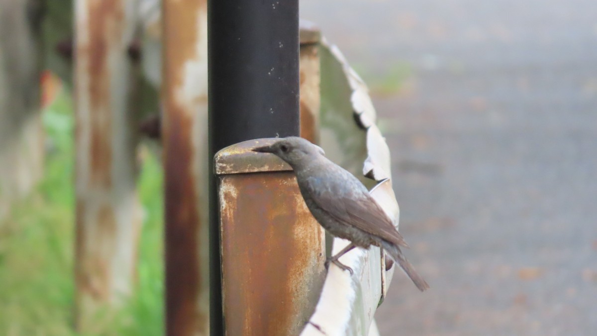 Blue Rock-Thrush - ML620291843