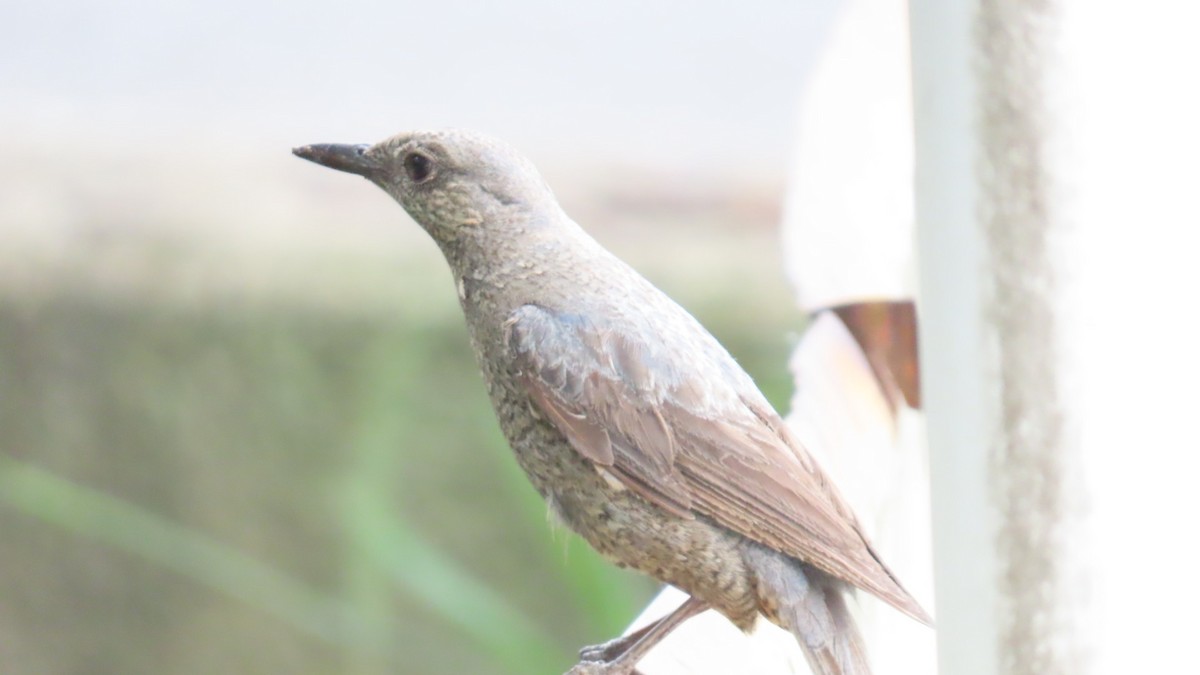 Blue Rock-Thrush - ML620291844