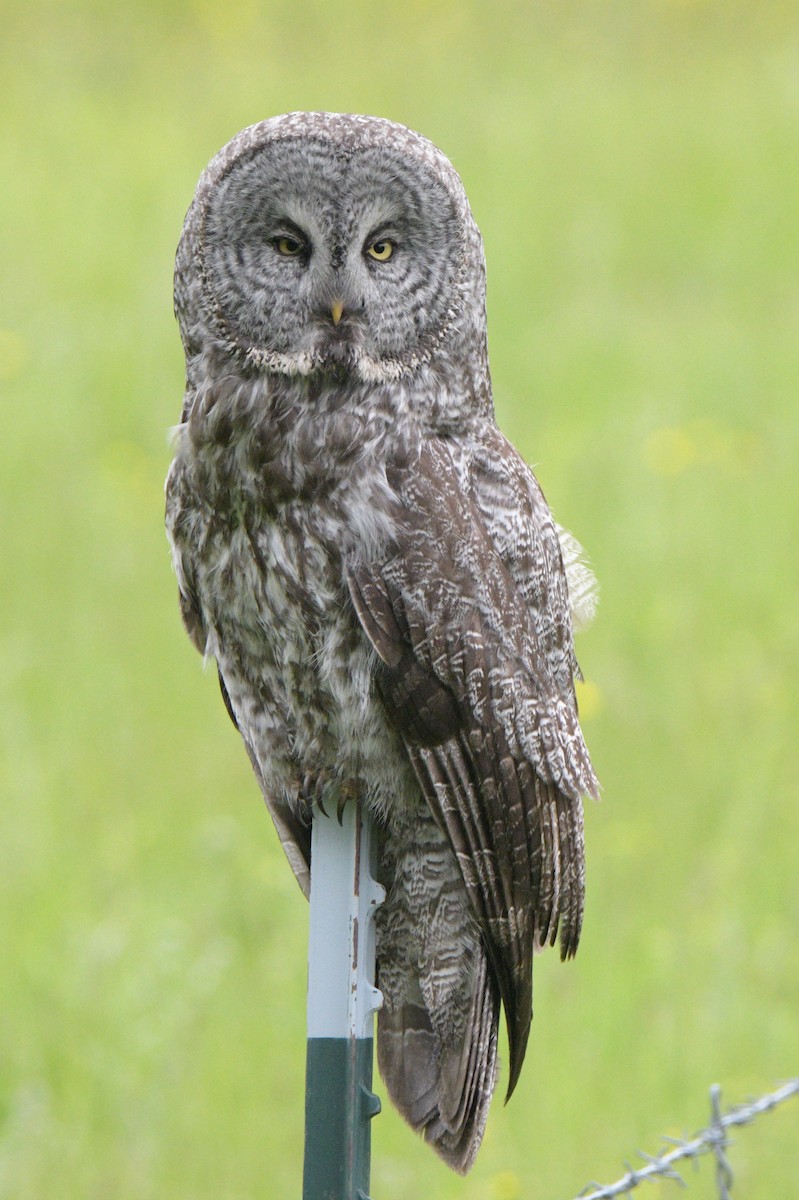 Great Gray Owl - ML620291847