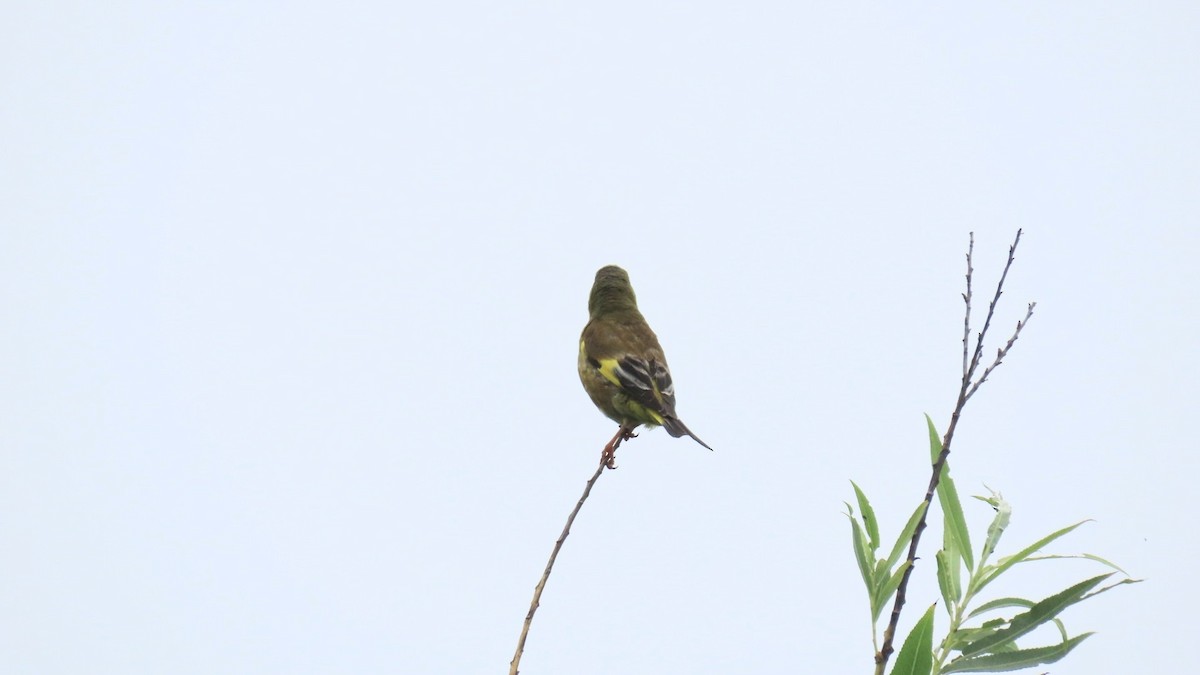 Oriental Greenfinch - ML620291849