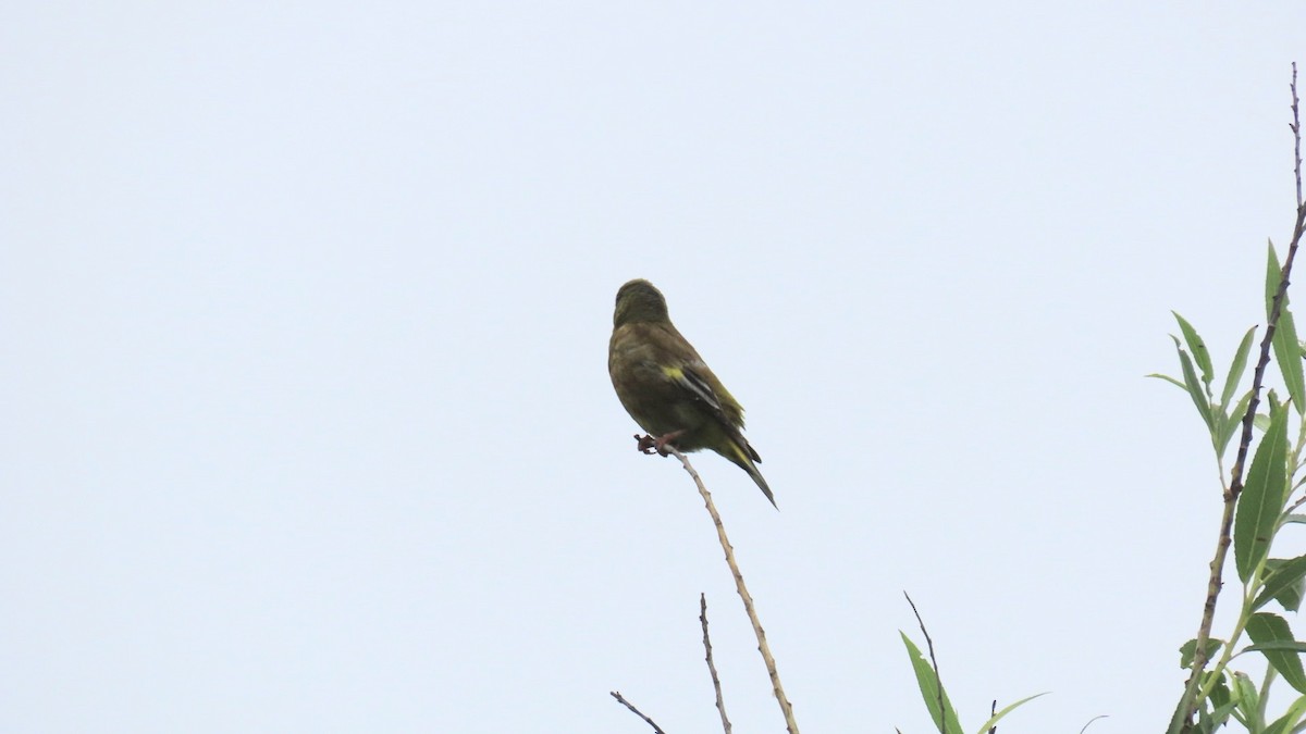 Oriental Greenfinch - ML620291850