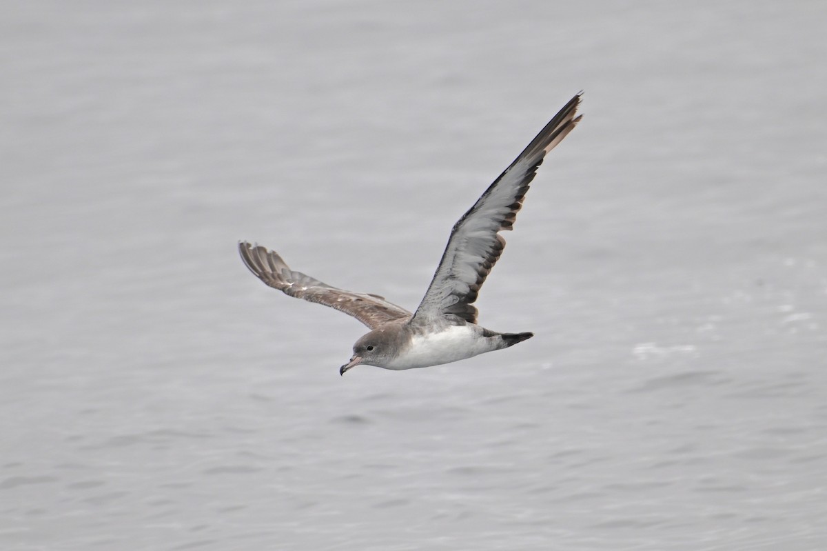 Pink-footed Shearwater - ML620291852