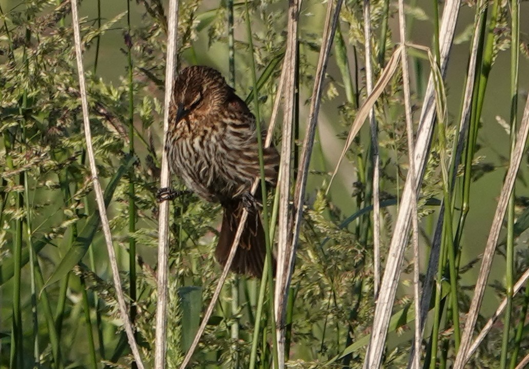 Red-winged Blackbird - ML620291854