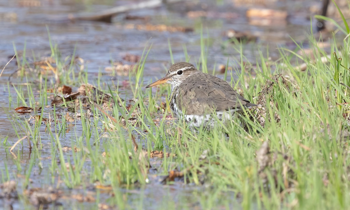 Spotted Sandpiper - ML620291856