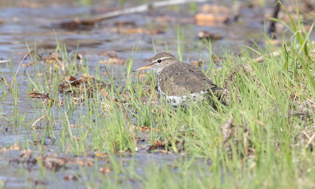 Spotted Sandpiper - Paul Fenwick