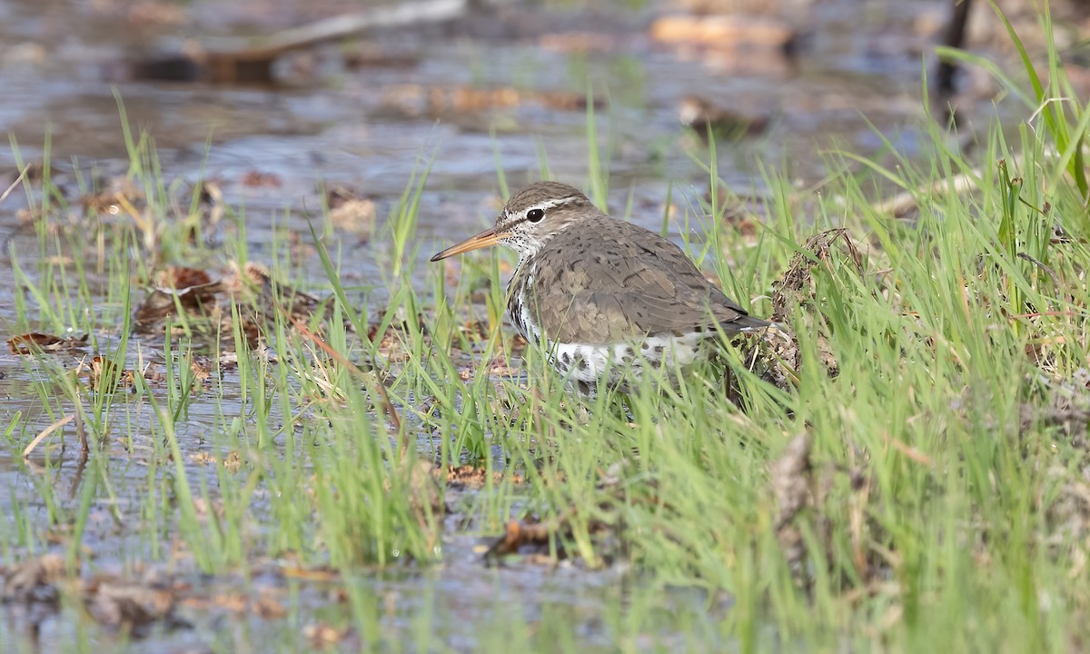 Spotted Sandpiper - ML620291858