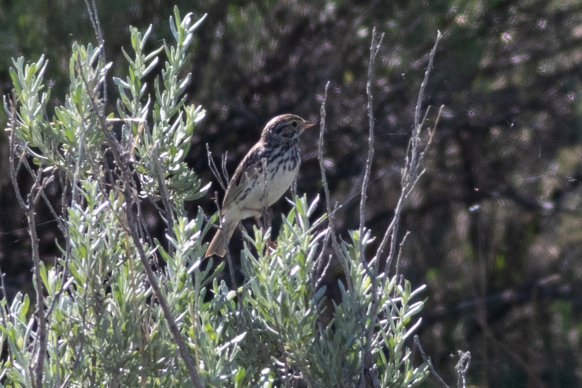 Vesper Sparrow - ML620291859