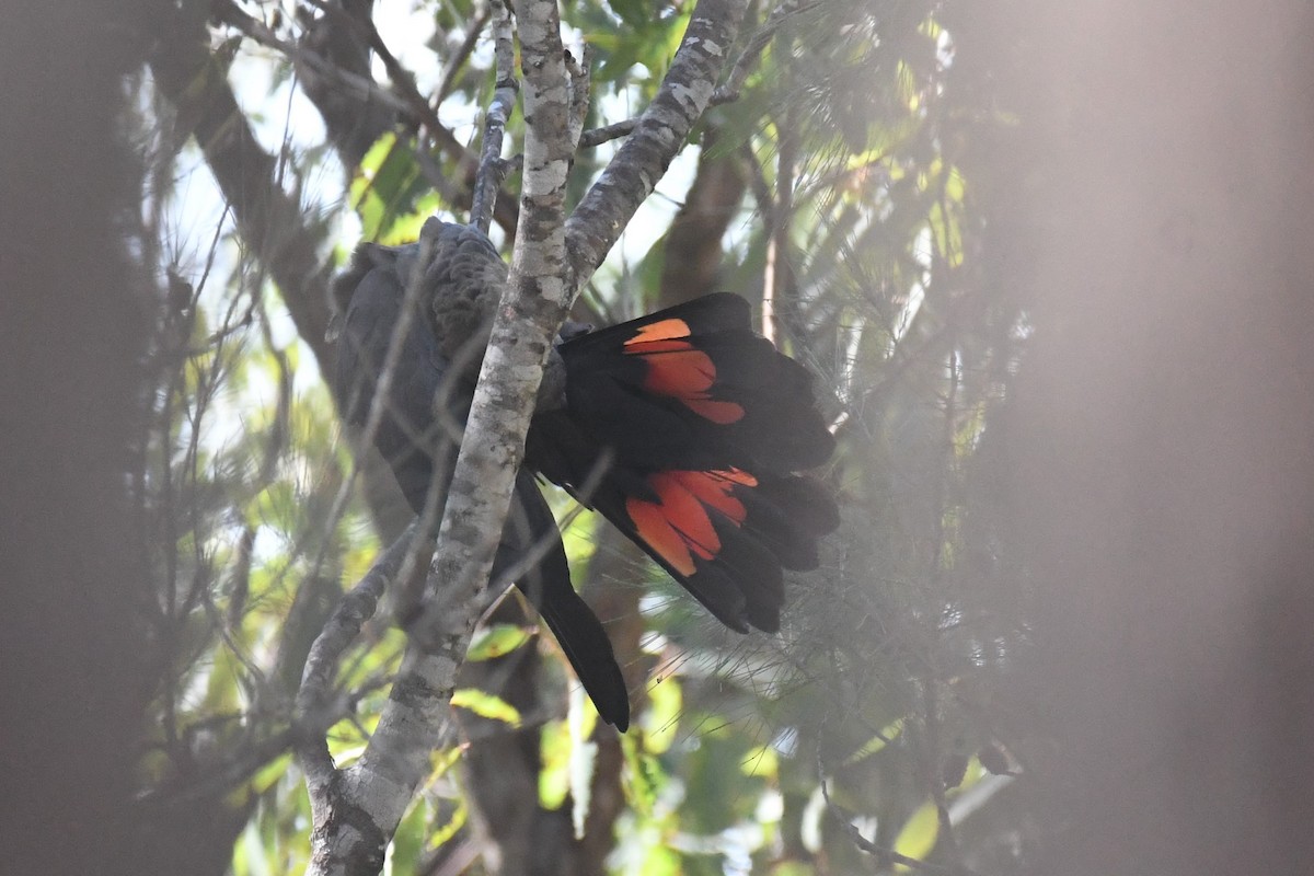 Glossy Black-Cockatoo - ML620291865