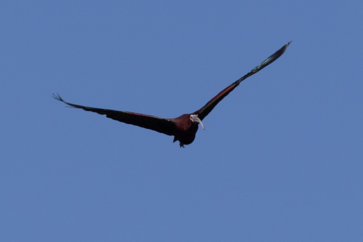 White-faced Ibis - ML620291870