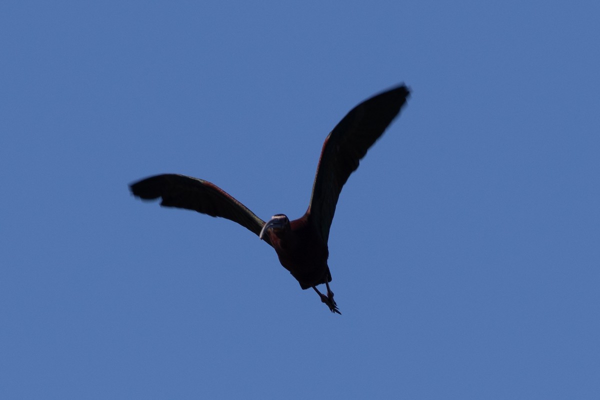 ibis americký - ML620291871