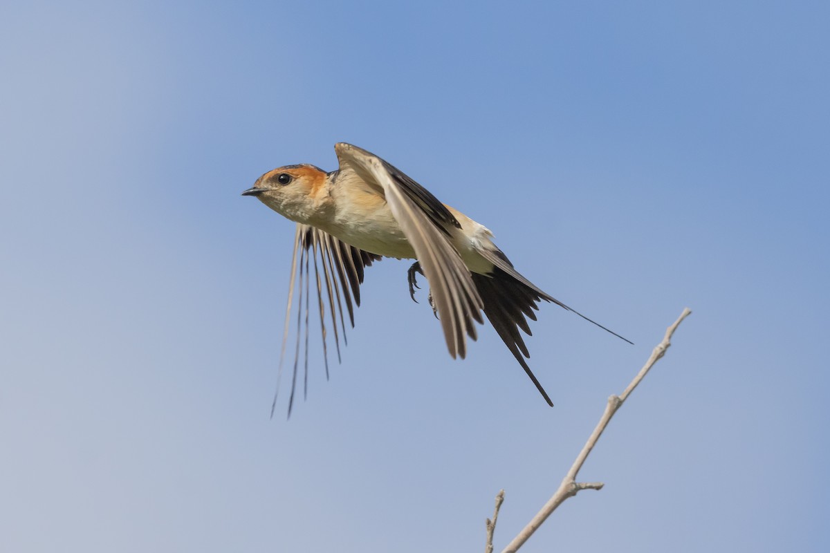Red-rumped Swallow - ML620291875