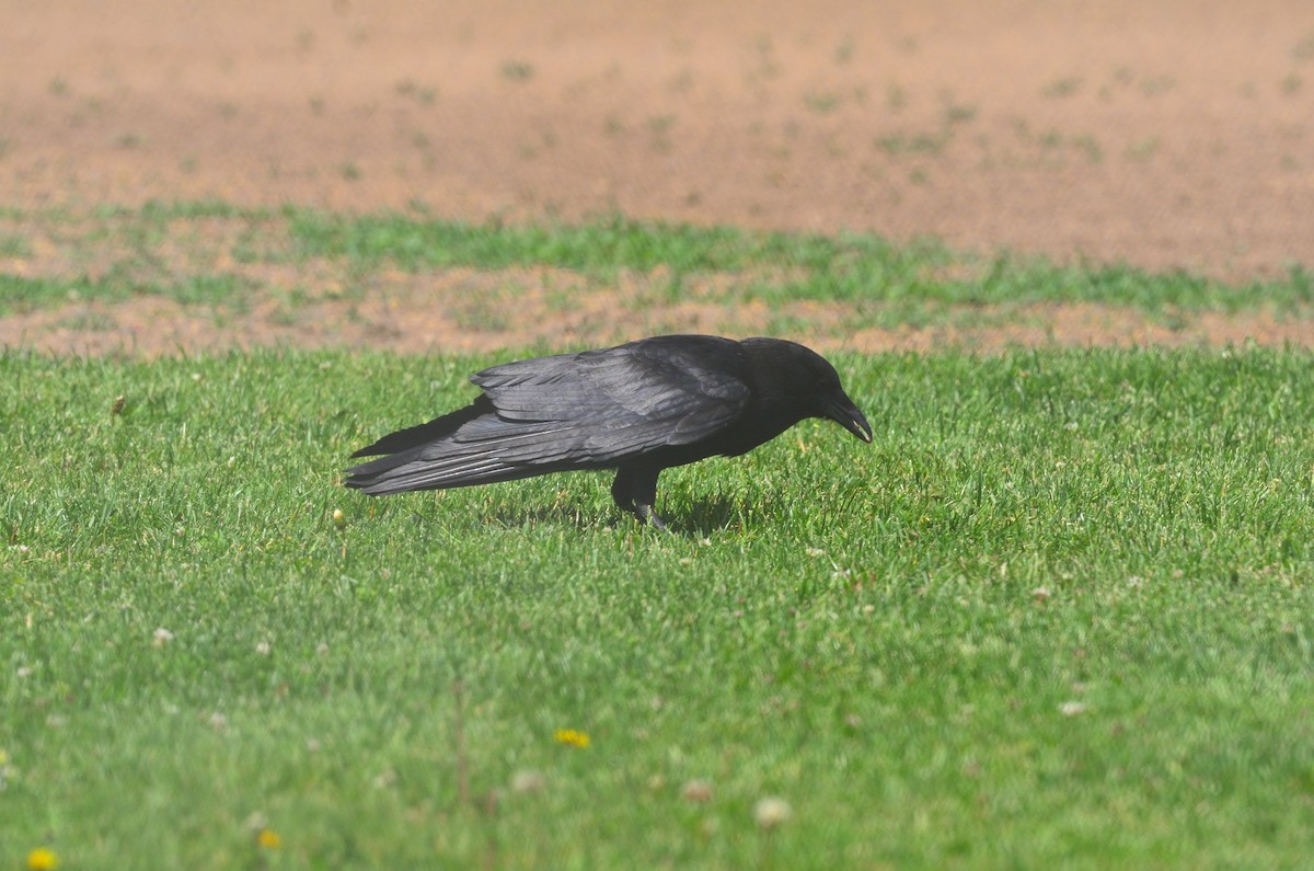 American Crow - ML620291876