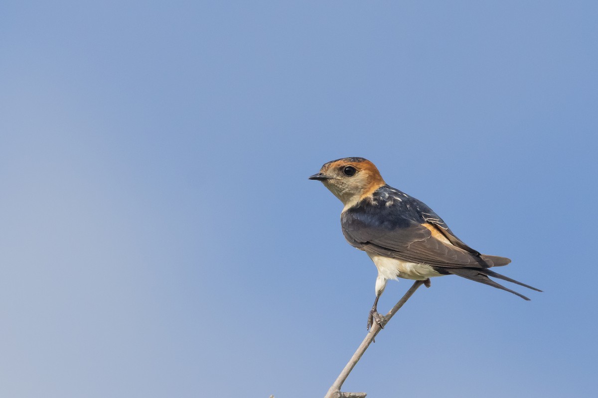 Red-rumped Swallow - ML620291877