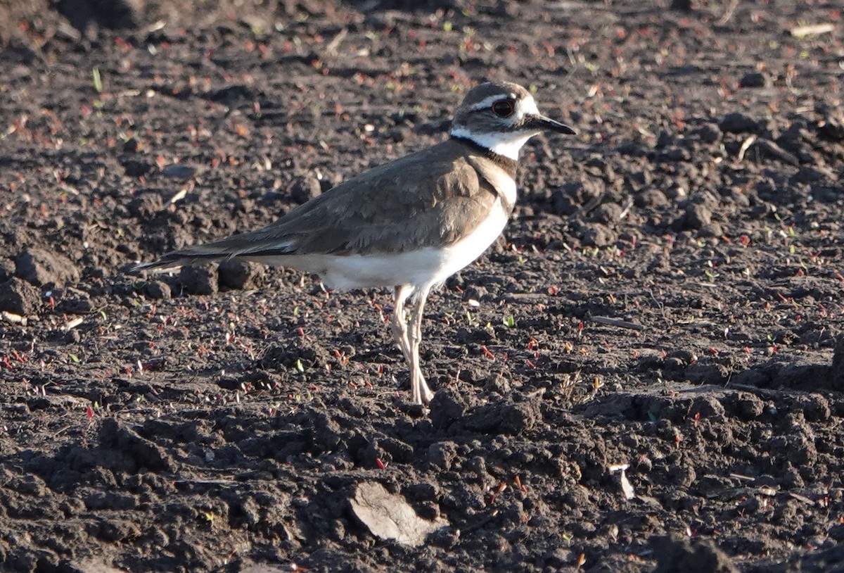 Killdeer - ML620291880