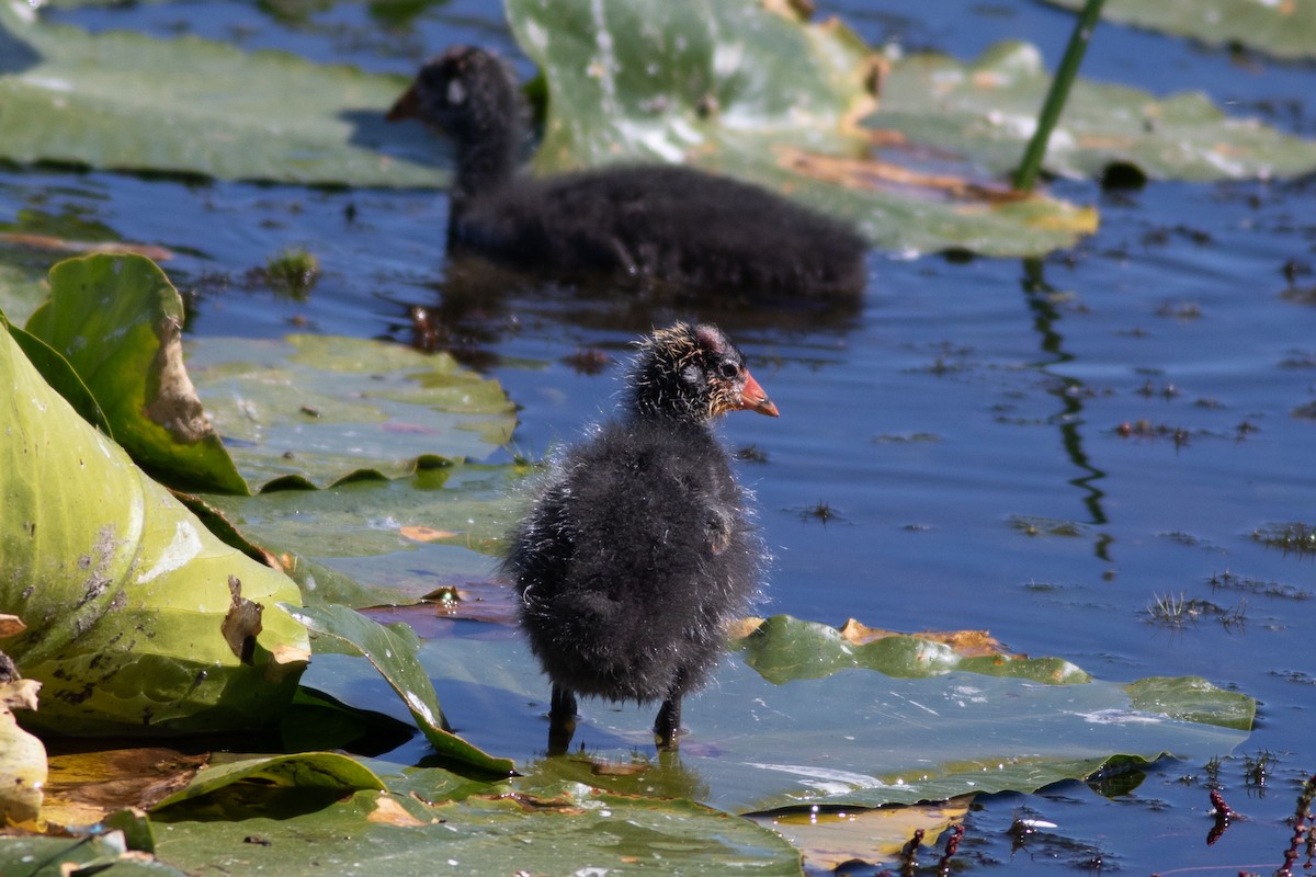 American Coot - John Tsortos