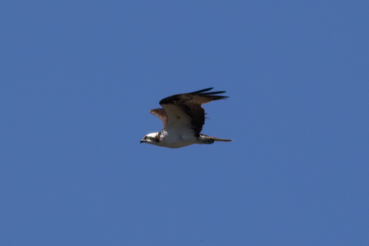 Águila Pescadora - ML620291892