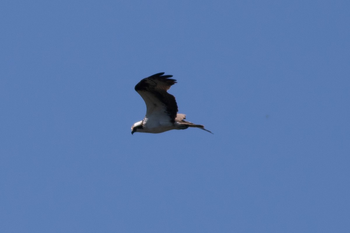 Águila Pescadora - ML620291893