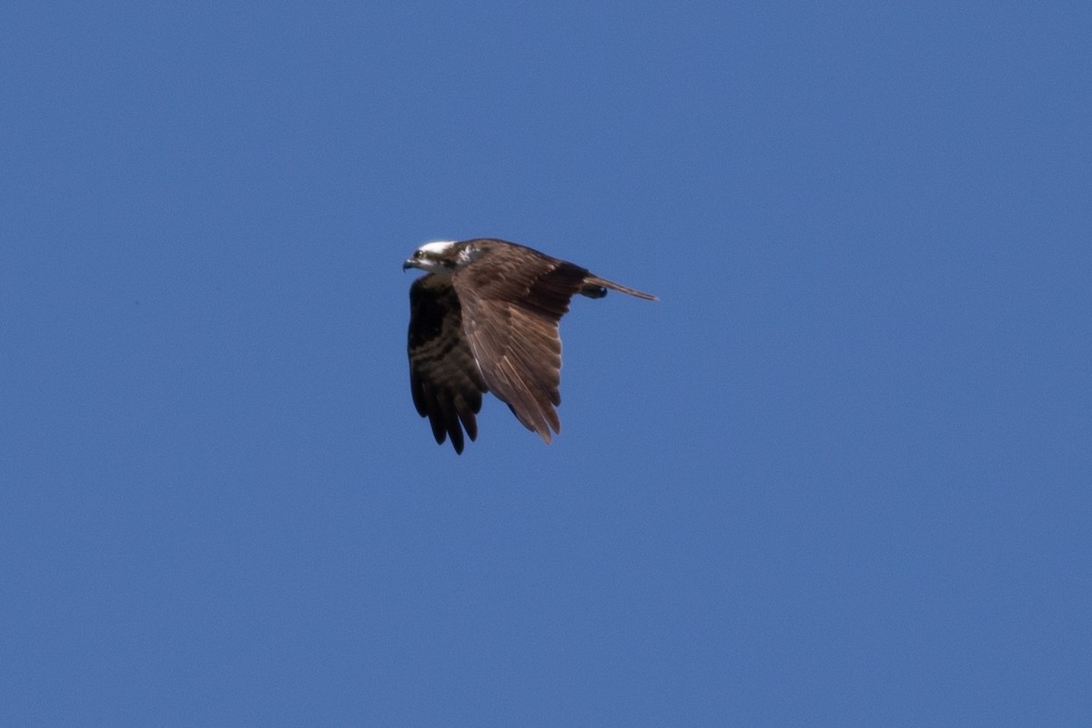 Águila Pescadora - ML620291894