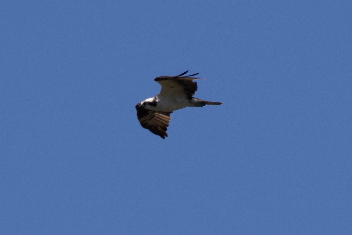 Águila Pescadora - ML620291895