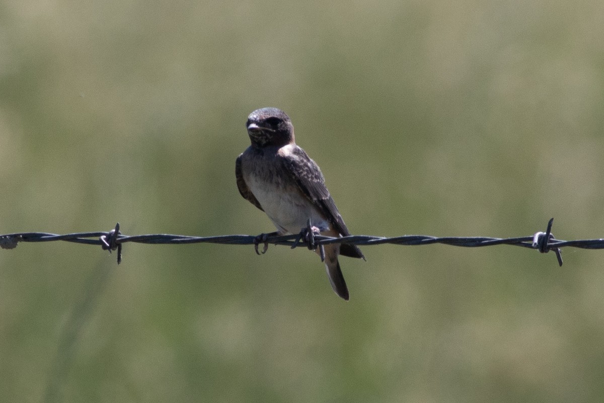 Cliff Swallow - ML620291897