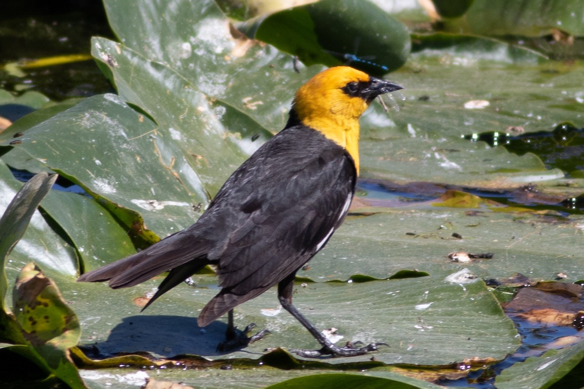 Yellow-headed Blackbird - ML620291898