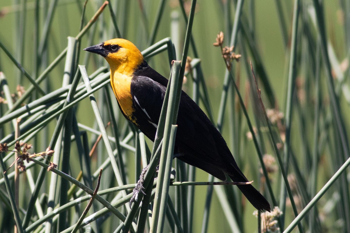 Yellow-headed Blackbird - ML620291899