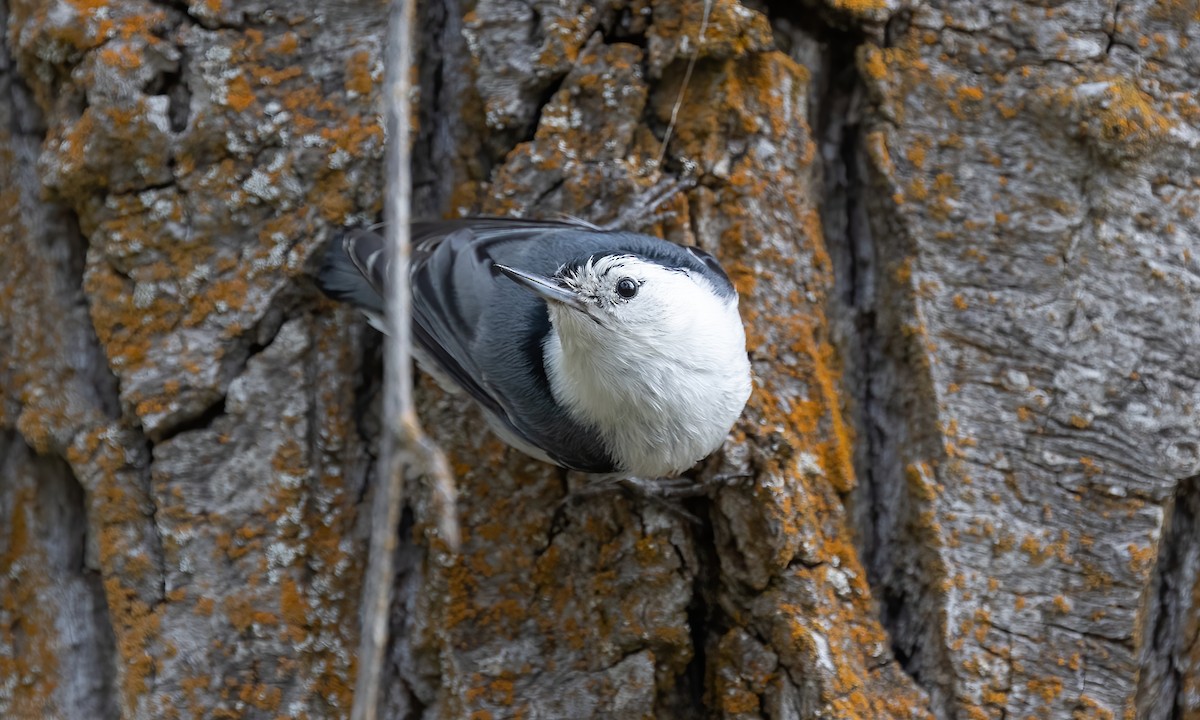 White-breasted Nuthatch (Interior West) - ML620291900
