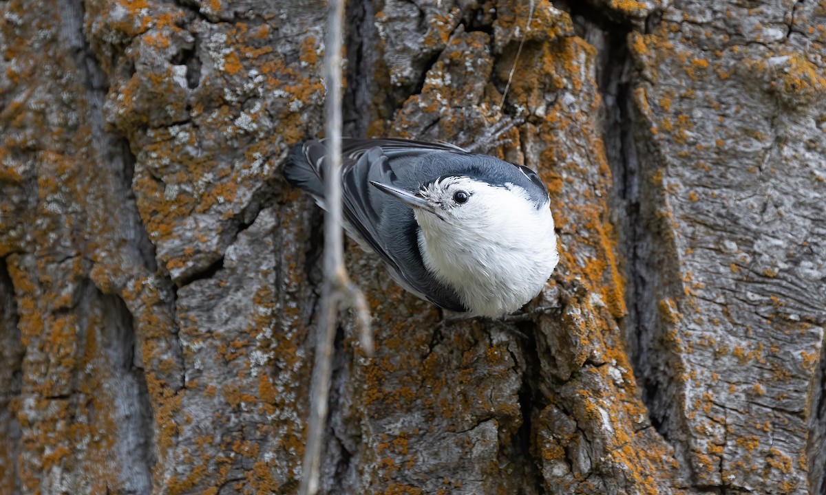 White-breasted Nuthatch (Interior West) - ML620291901