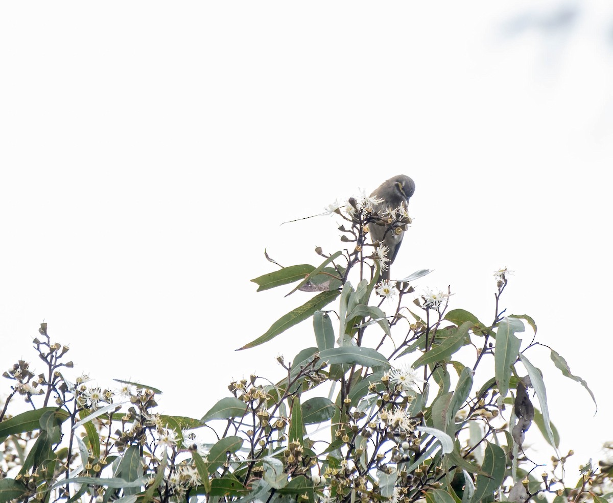 Yellow-faced Honeyeater - ML620291910