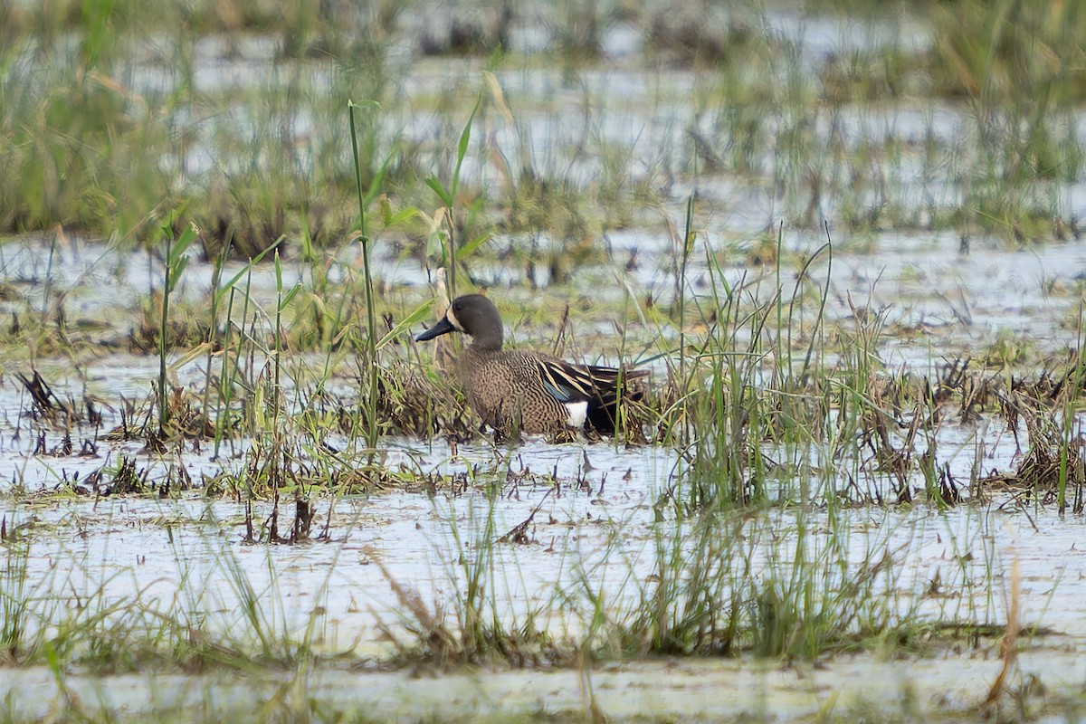 Blue-winged Teal - ML620291912