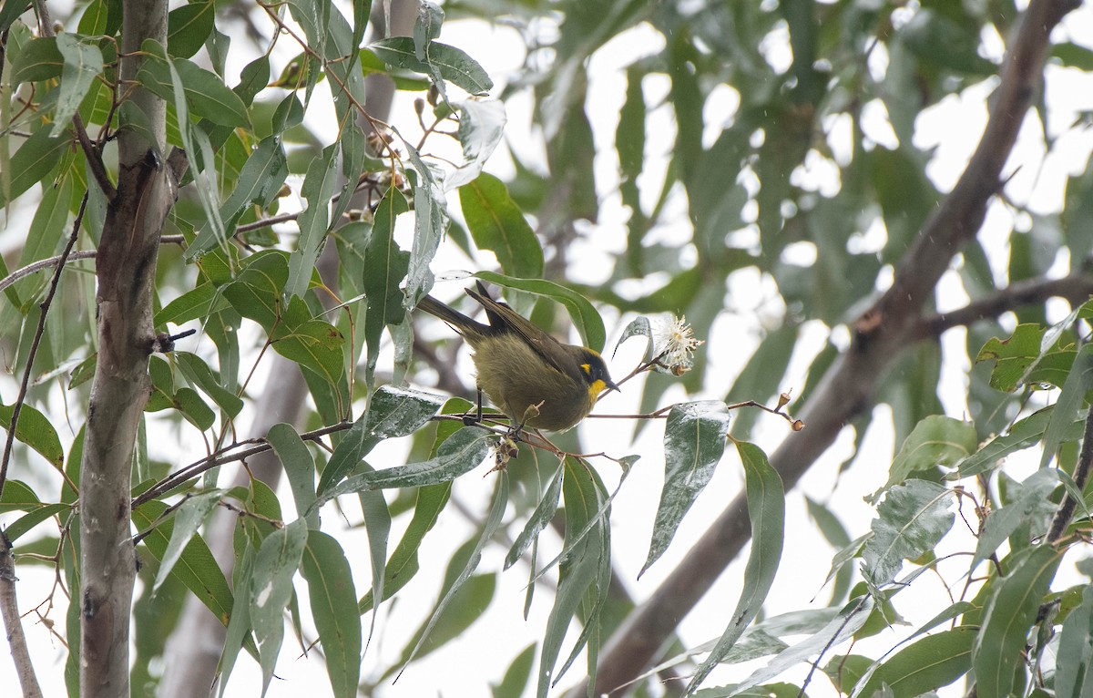 Yellow-tufted Honeyeater - ML620291914