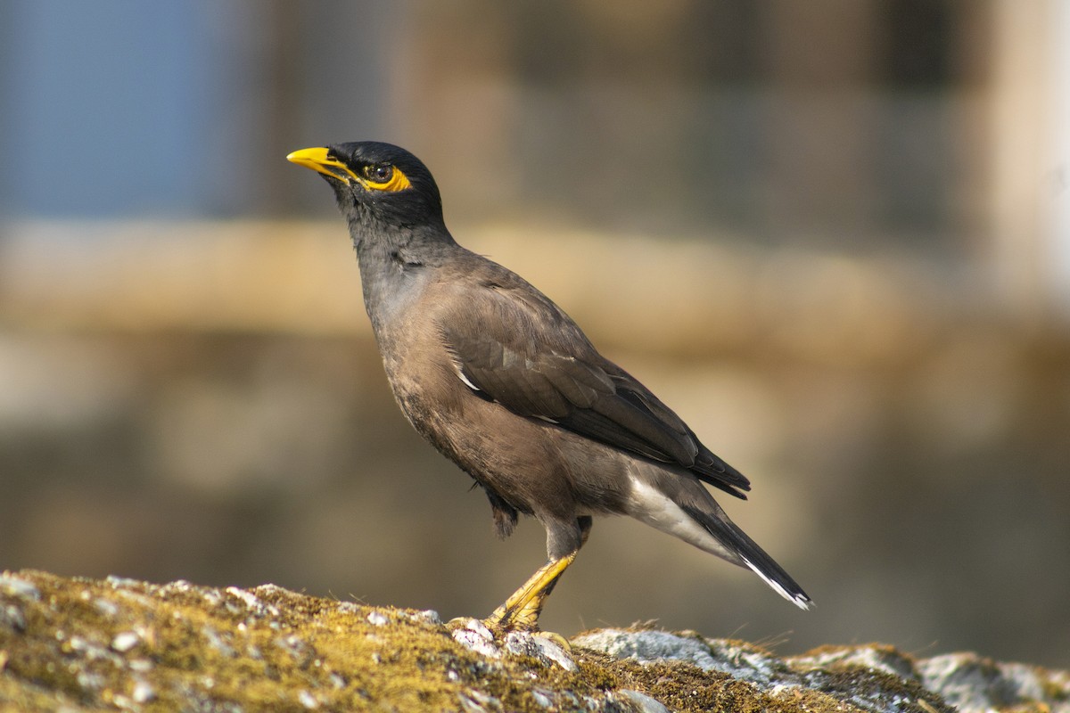 Common Myna - ML620291915