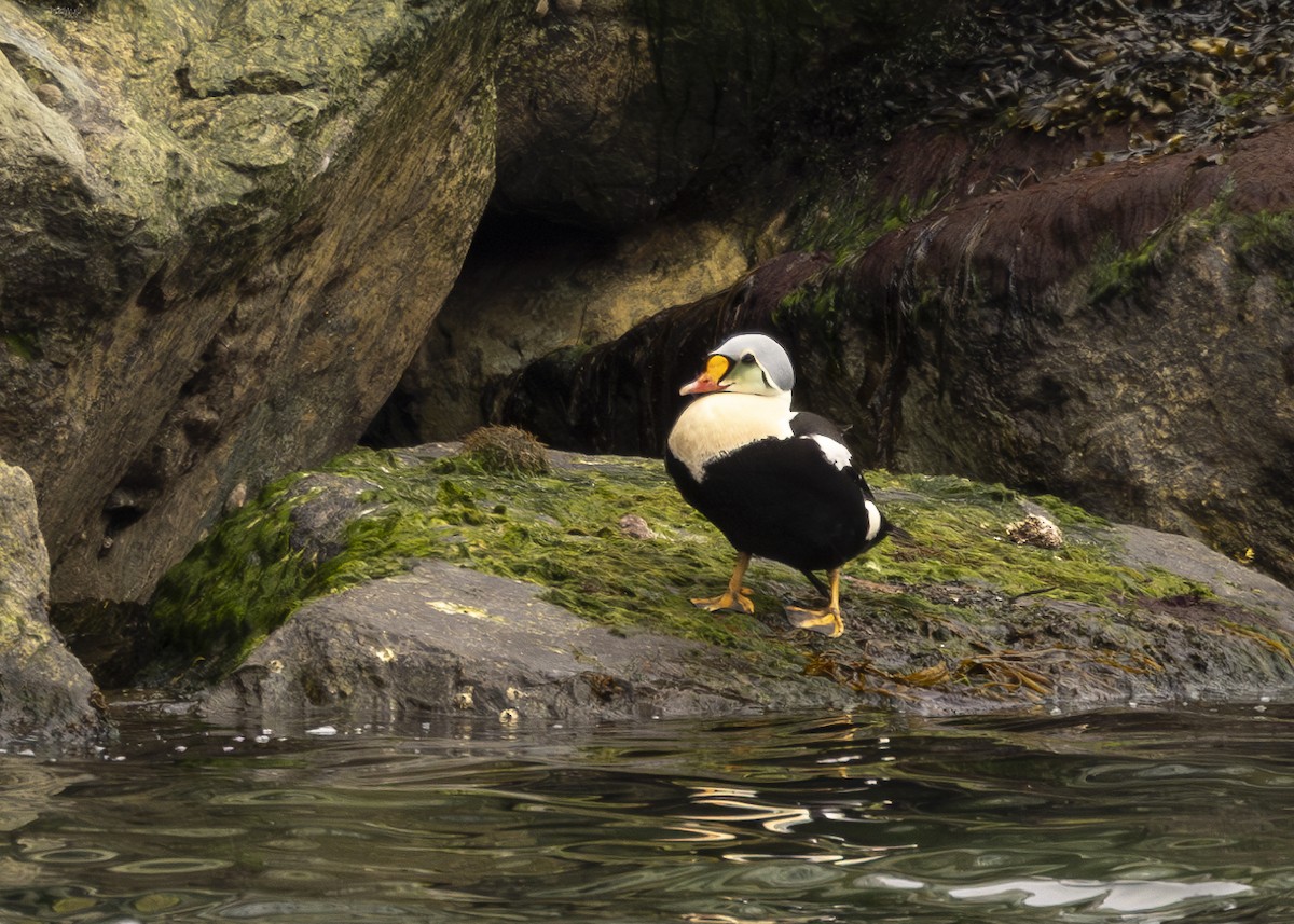 King Eider - ML620291919