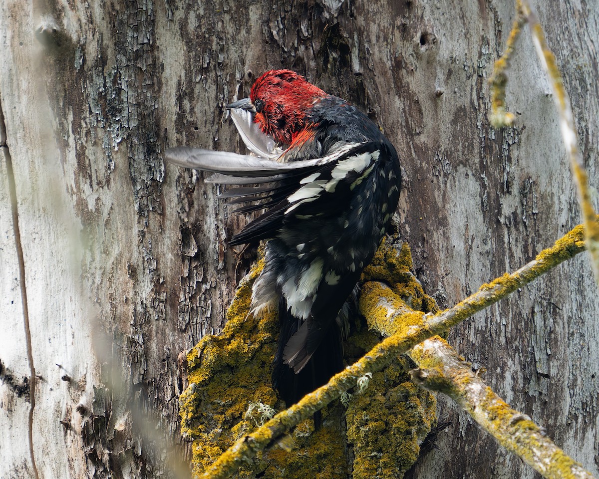 Red-breasted Sapsucker - ML620291920