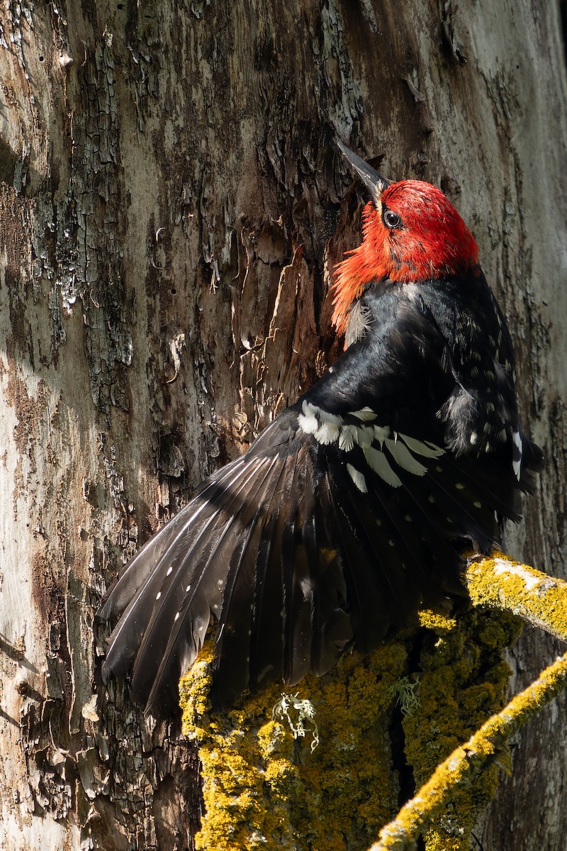 Red-breasted Sapsucker - ML620291921