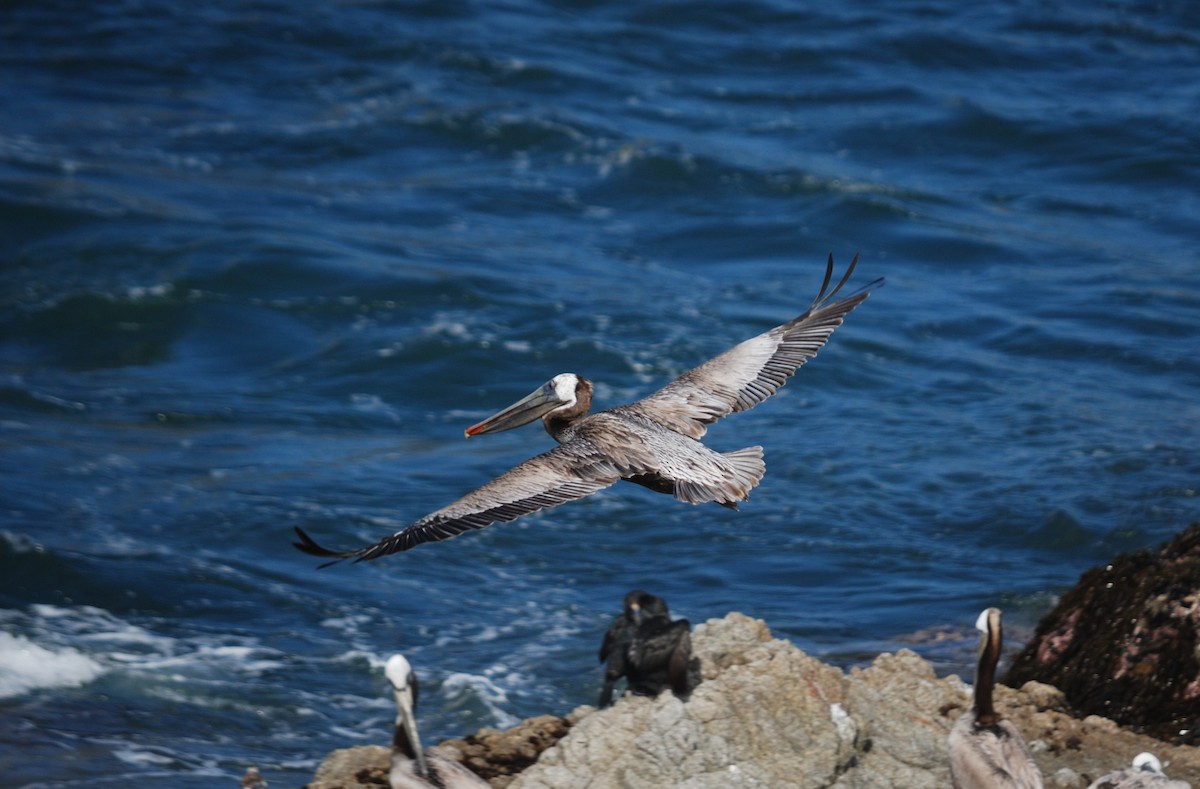 Brown Pelican - ML620291925