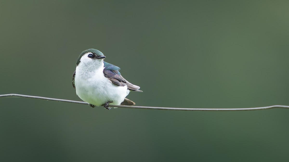 Violet-green Swallow - ML620291926