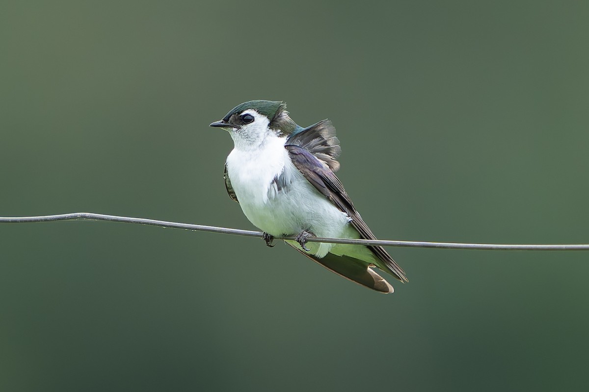 Violet-green Swallow - ML620291927