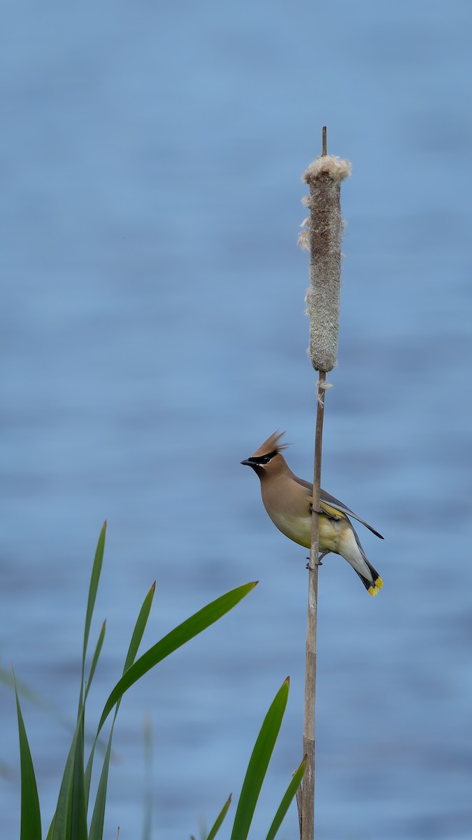 Cedar Waxwing - ML620291930