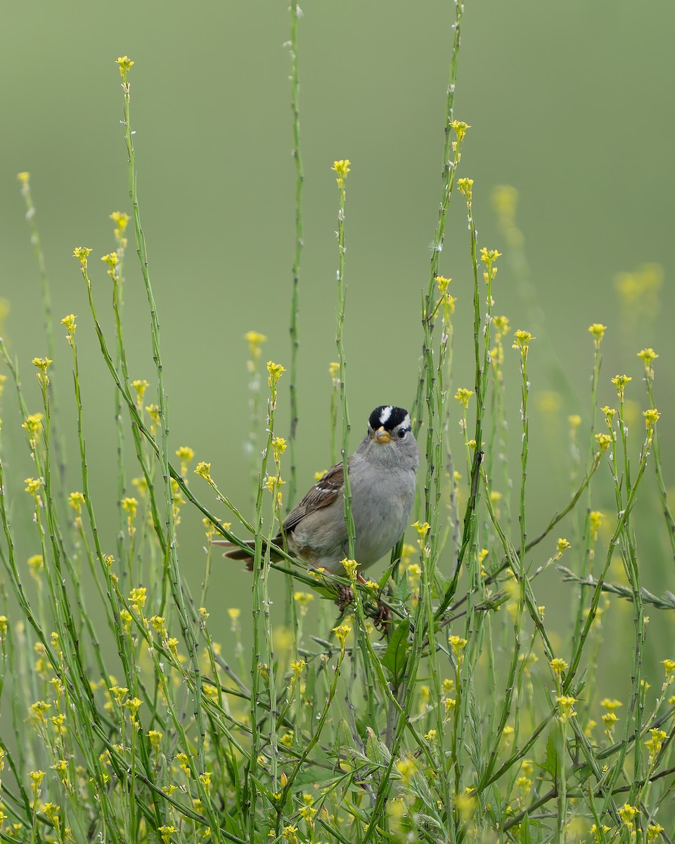 White-crowned Sparrow - ML620291931