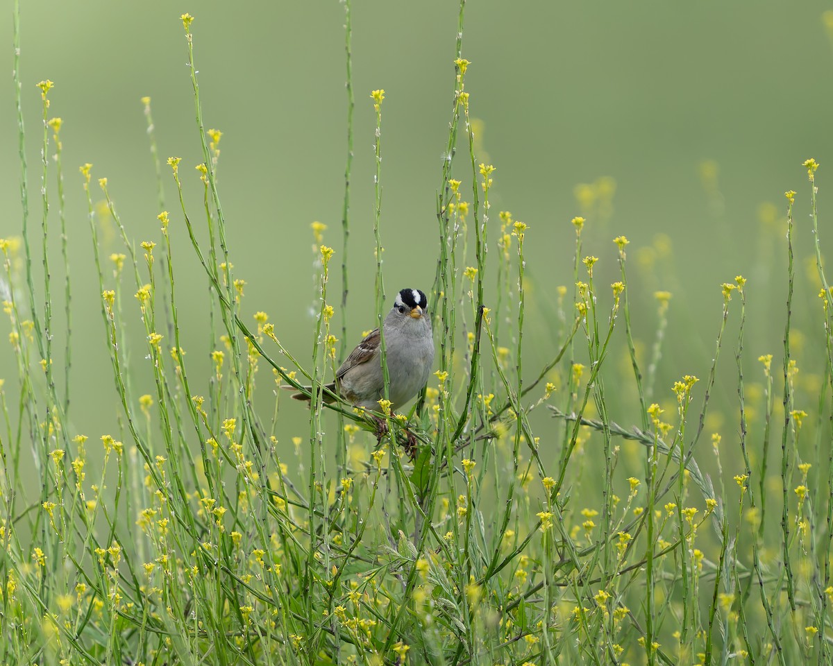 White-crowned Sparrow - ML620291932