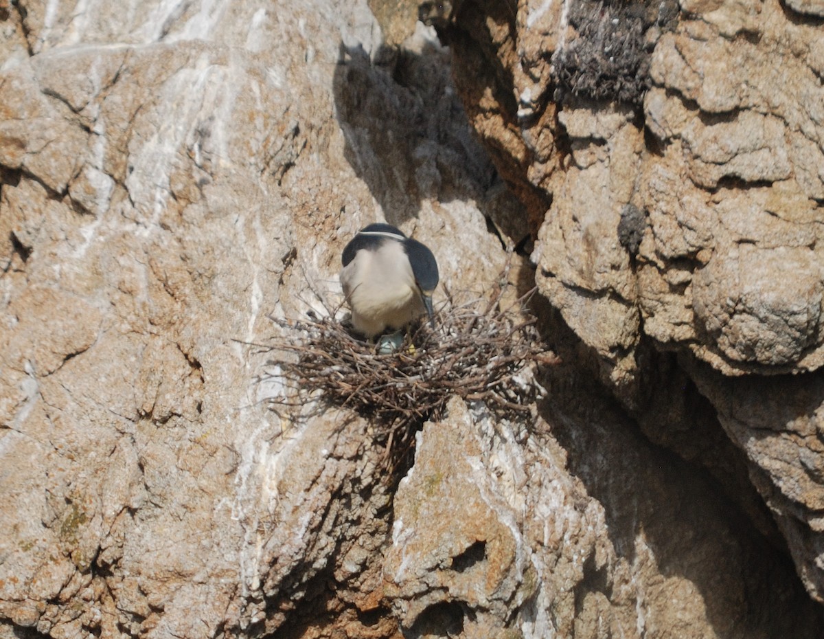 Black-crowned Night Heron - ML620291934